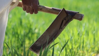 business growth metrics evaluation