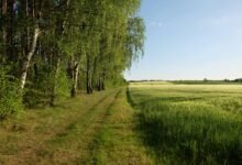 growth edge conversion horizon