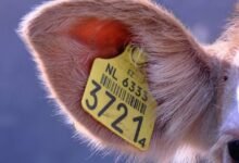 identify owner s phone numbers