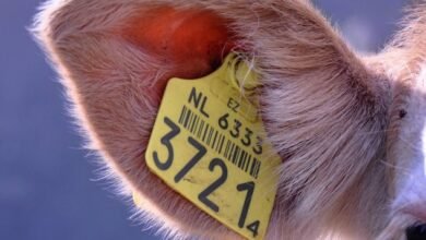 identify owner s phone numbers